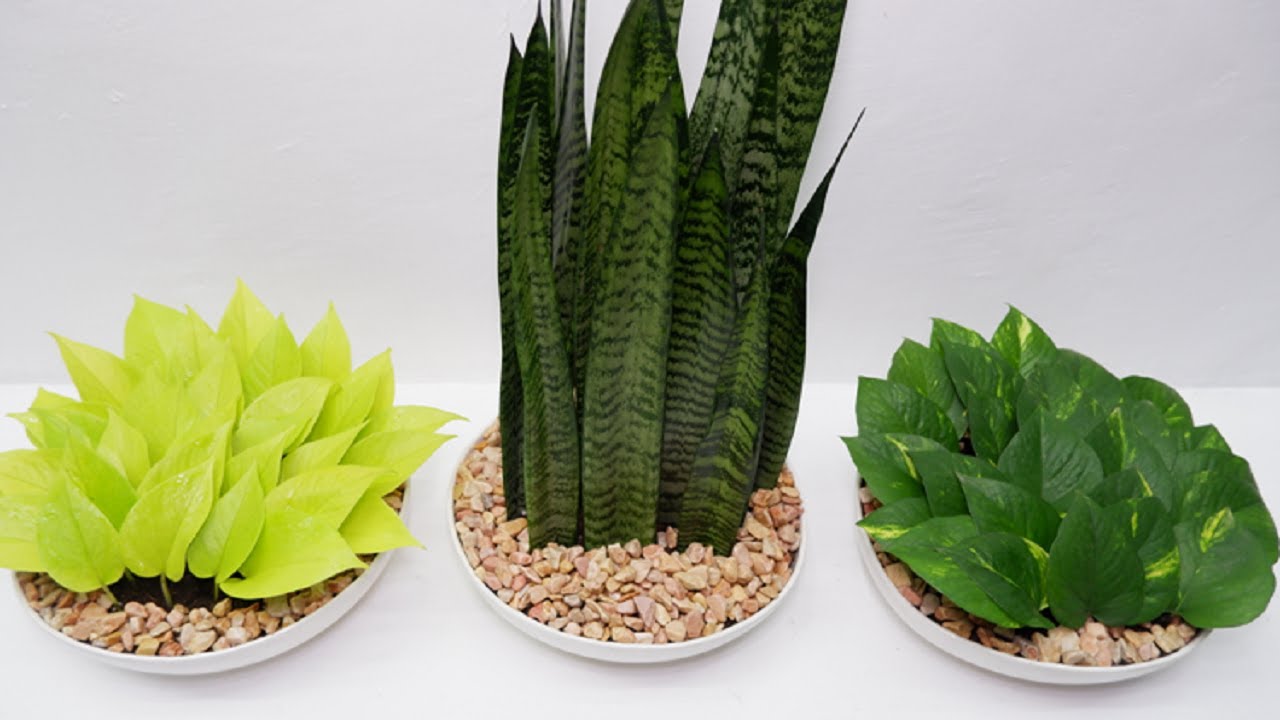 Simple Green House Plants for Summer Decor and Arrangement Ideas to Make Your Home Looks Fresh