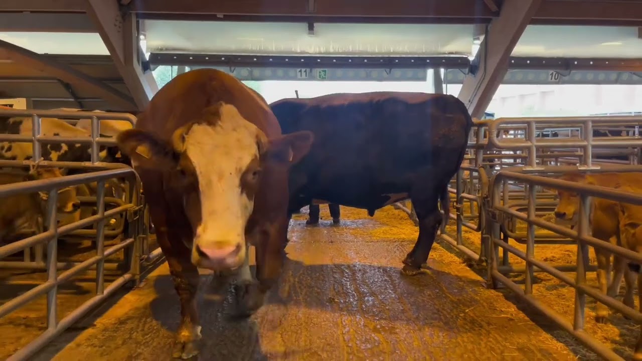 Valdés tratante que vendió ayer dos bueyes por 17.000 euros en el Mercado de Pola de Siero