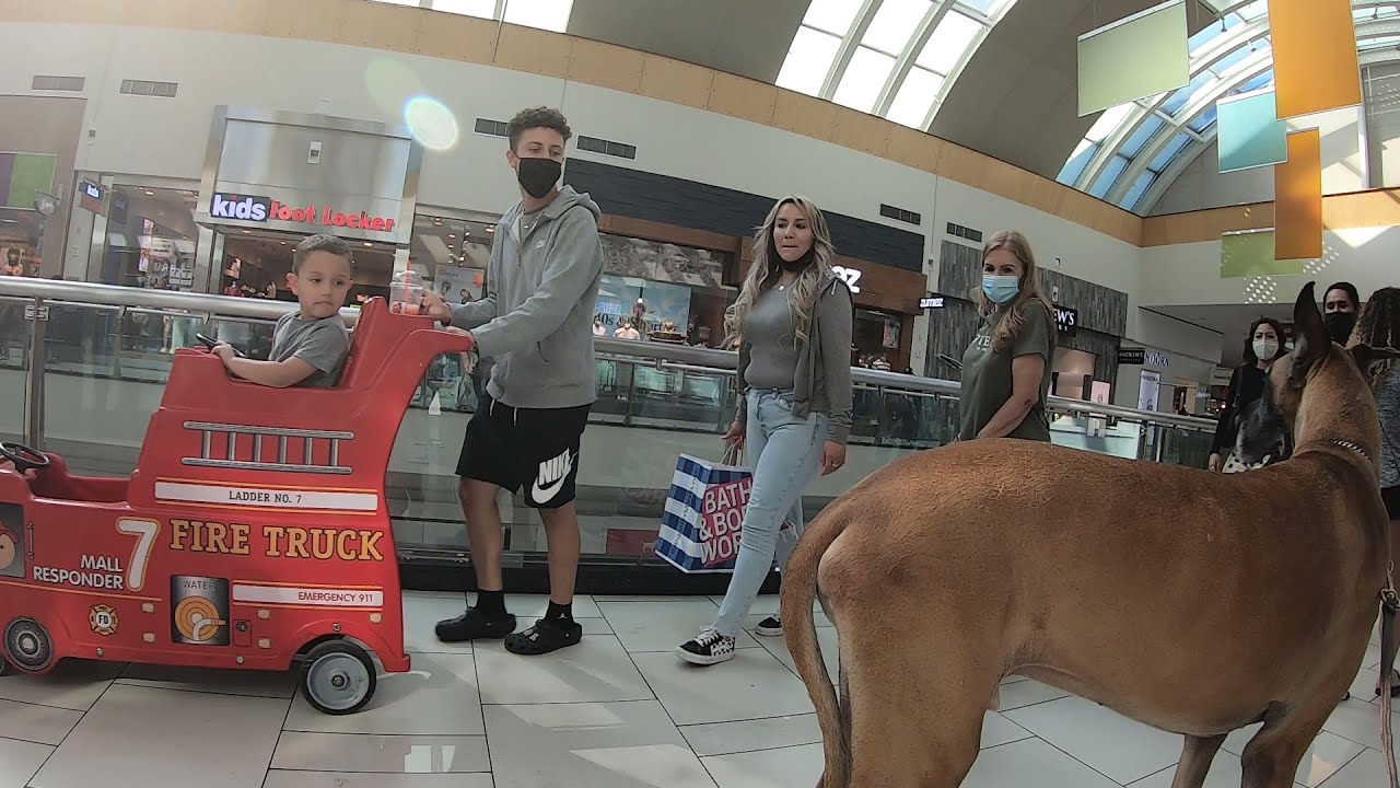 Cash 2.0 Great Dane visits an indoor shopping mall 6