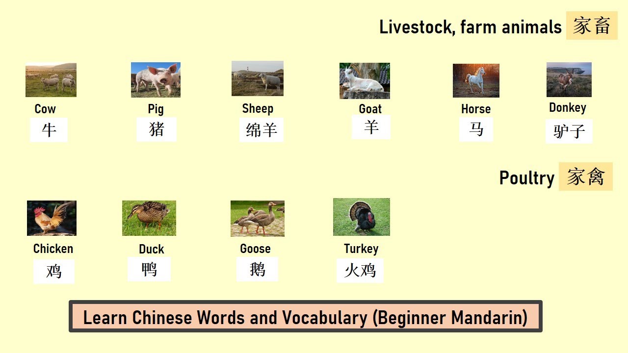 Farm Animal, Poultry家畜 家禽 动物, 学中文 学汉语Learn Chinese Words and Vocabulary (with English)
