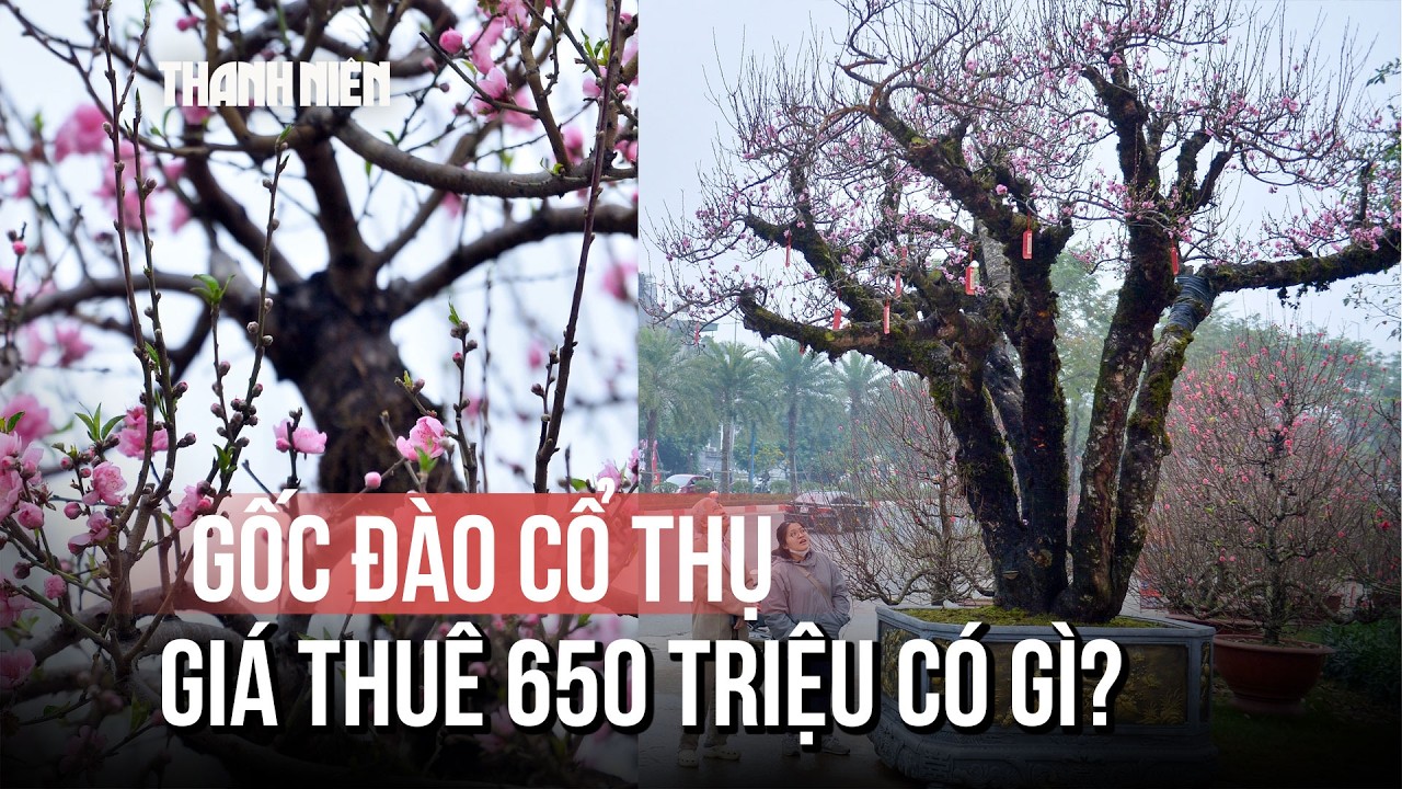 Chủ nhân gốc đào cổ thụ quyết không bán, chỉ cho thuê giá 650 triệu: Vì sao?