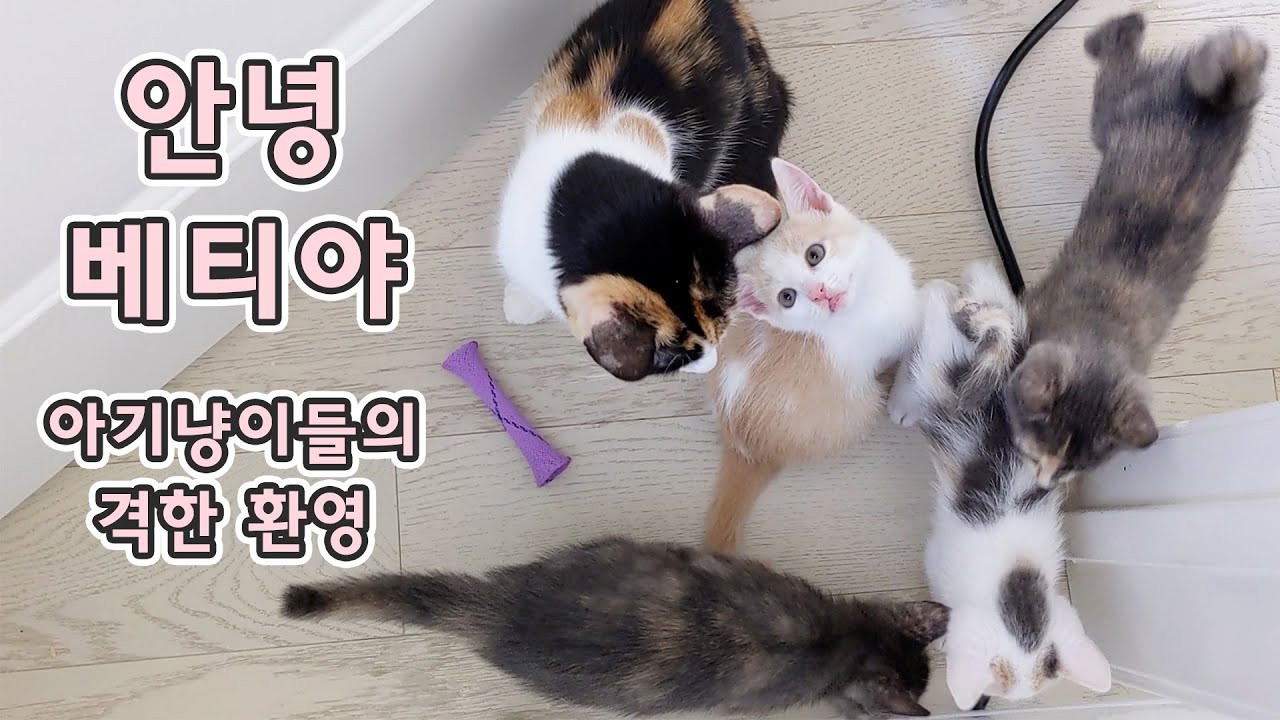 안녕 베티야! 삐약삐약 아기 냥이들의 격한 환영 모음 🐤