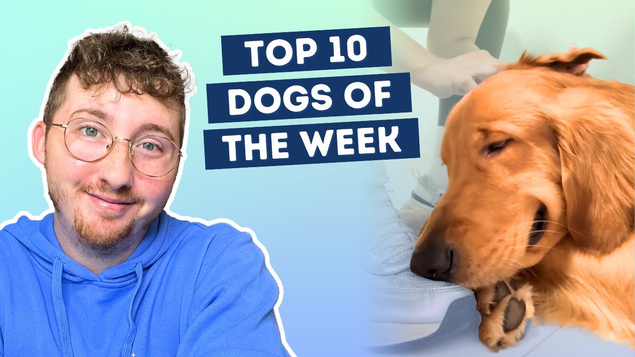 Golden Retriever REALLY Enjoys Ear Massage