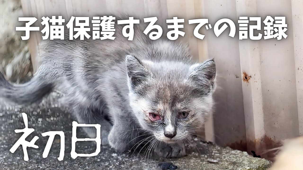 【保護初日】「ママ...」と泣き叫ぶ孤独な子猫！不安で震える命を救うまでの記録