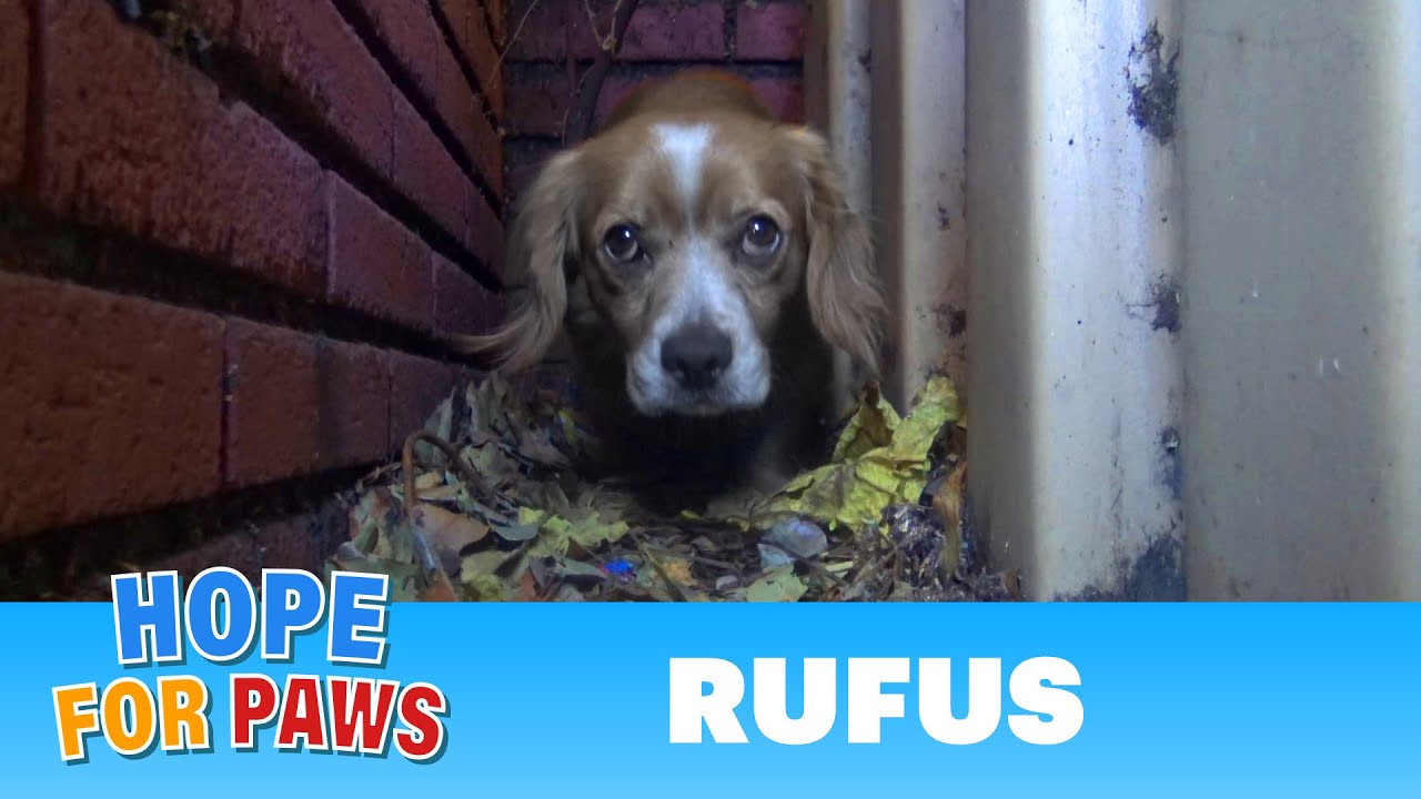 A spaniel with a heart-shaped mark on his forehead gets no love and dumped by his owner. #dogrescue