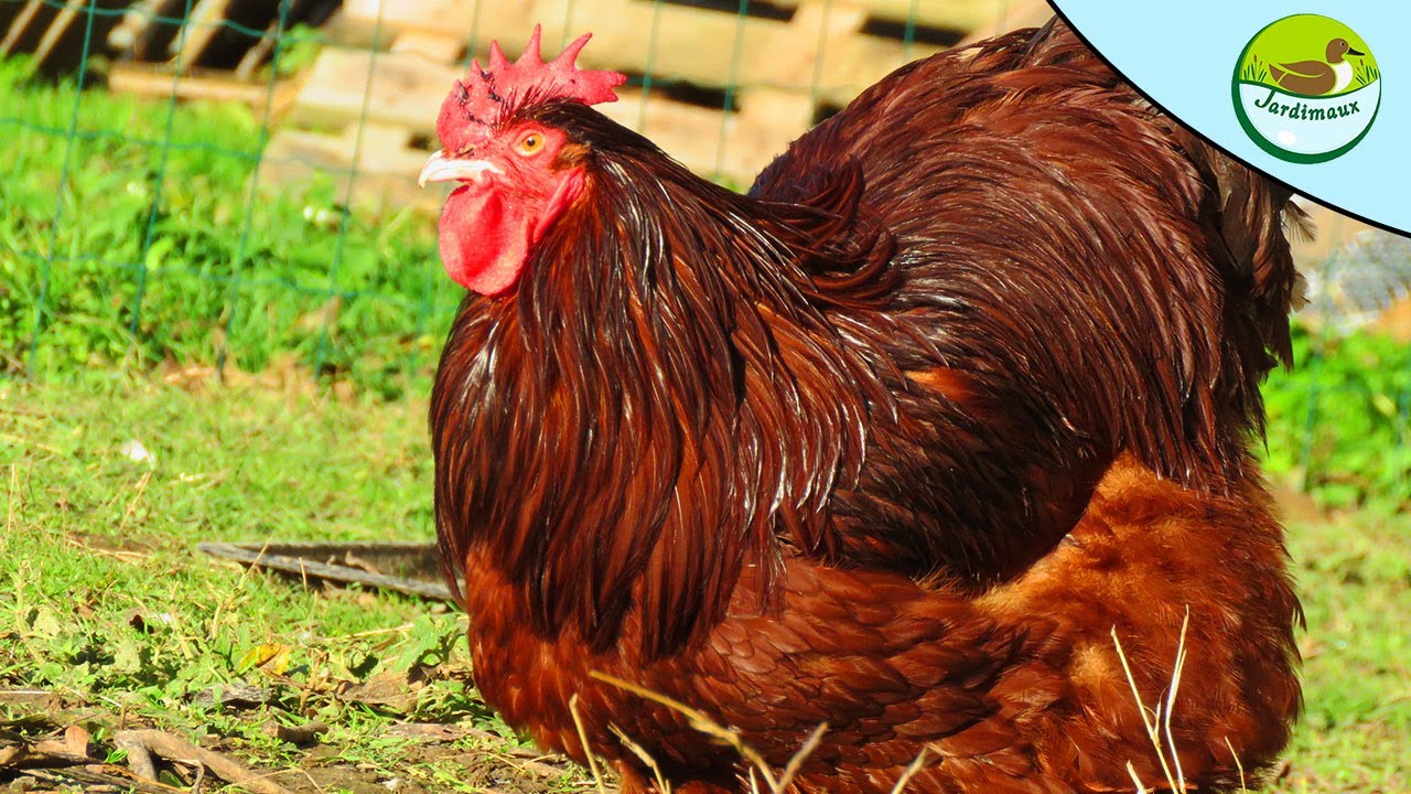 GRAND CHANGEMENT CHEZ LES POULES ! 🐔