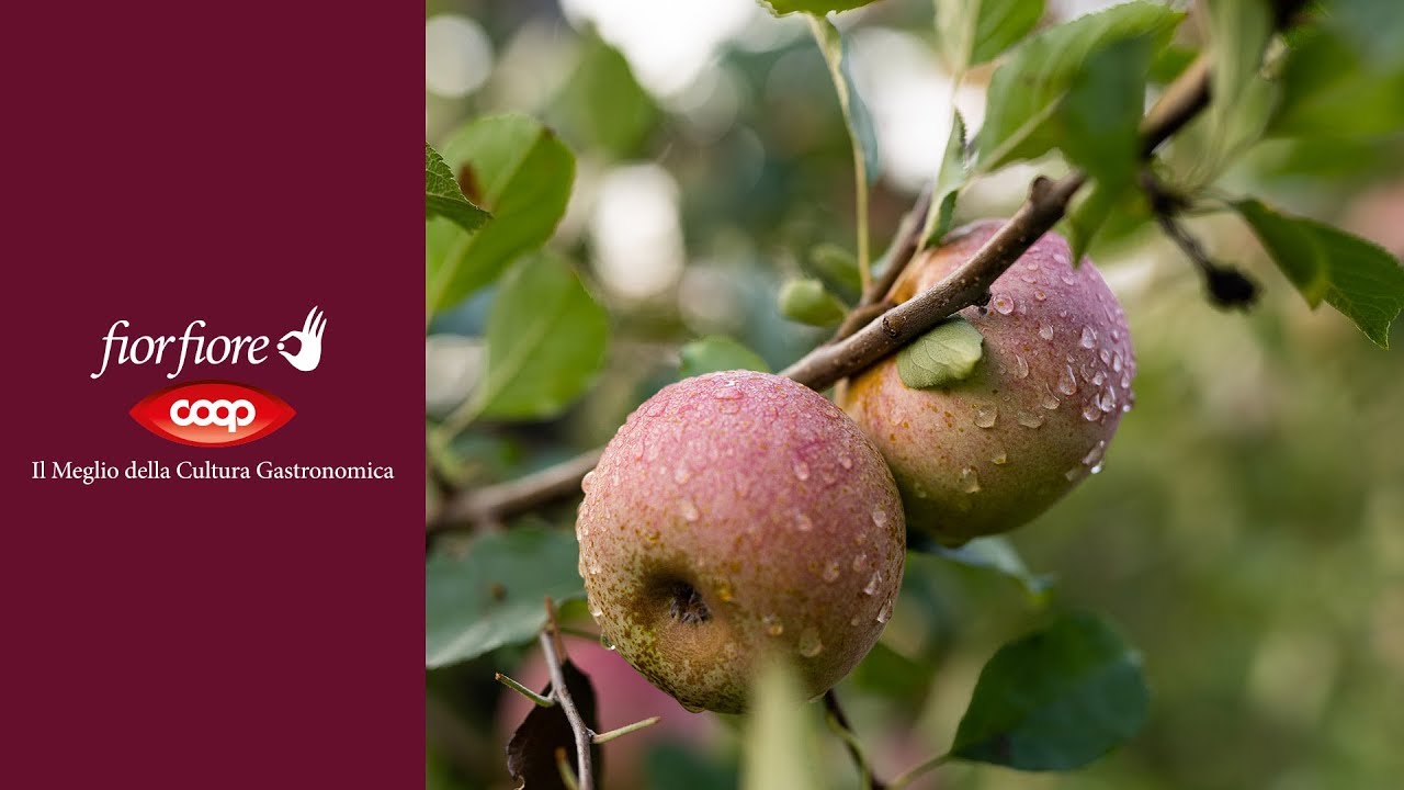Mele Annurca Campana IGP | fior fiore Coop