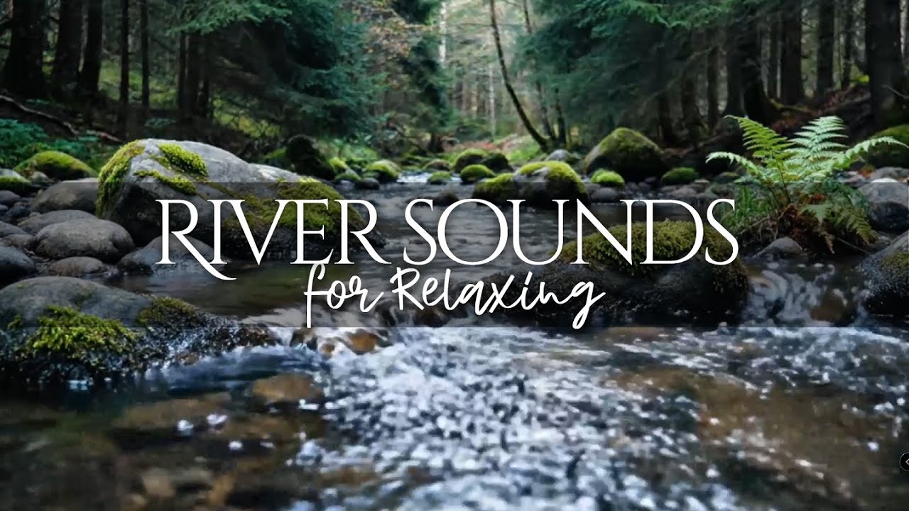 Sounds of Majestic Forest, Calm Flow of River in Forest, Melodious chirping of Birds ASMR