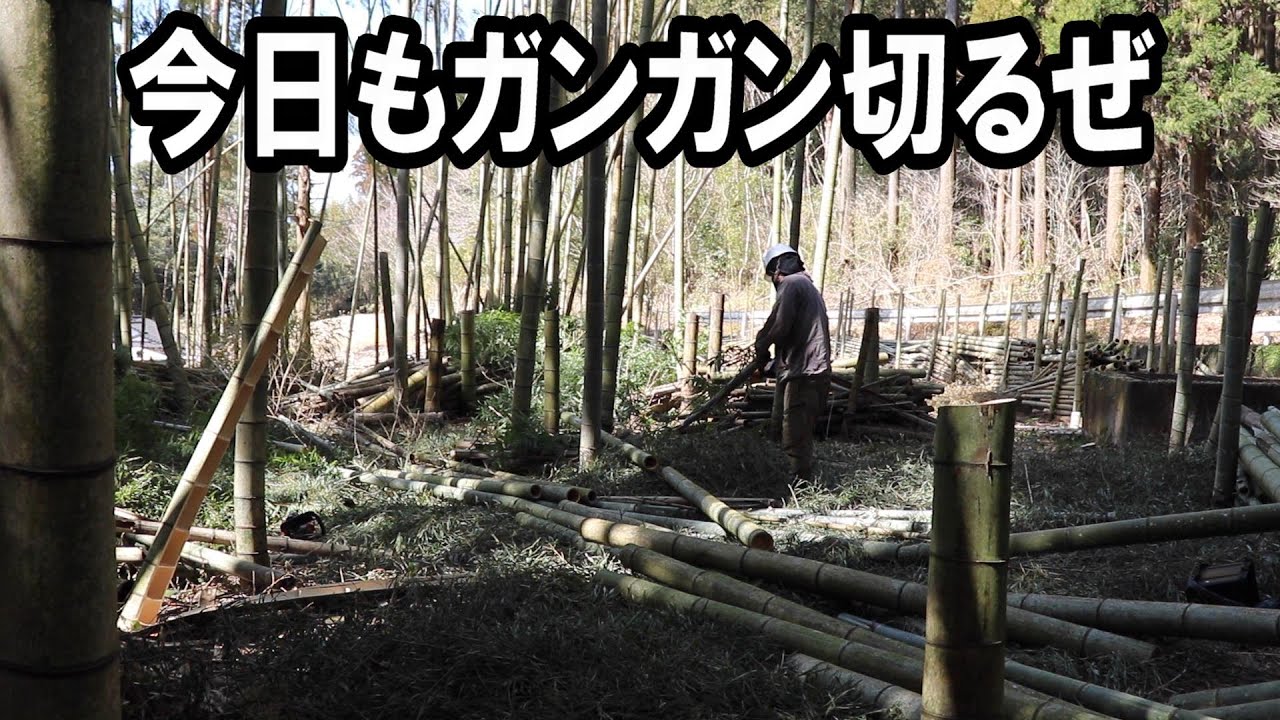 今日もチェーンソーで孟宗竹をガンガン切り倒す