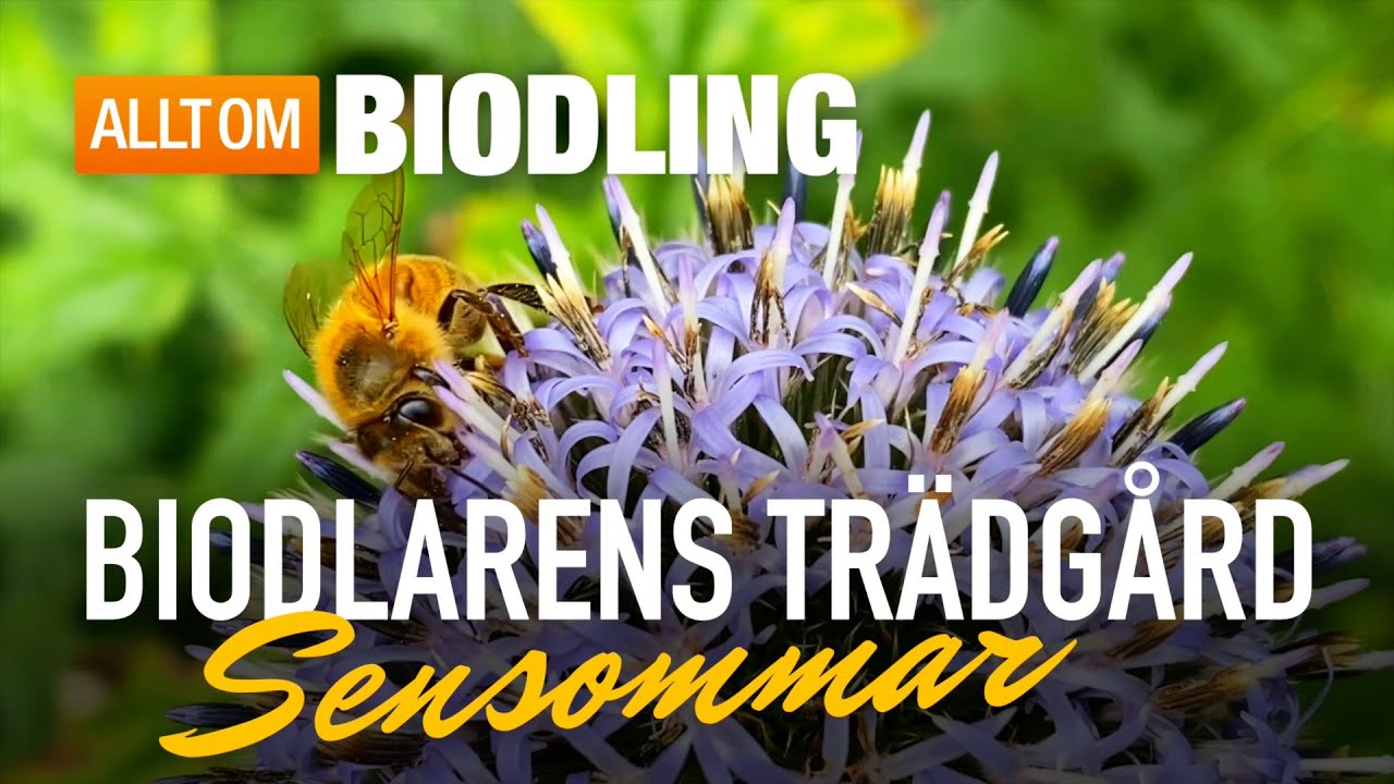 Biodlarens trädgård: Sensommar | Biväxter, blommor & bin