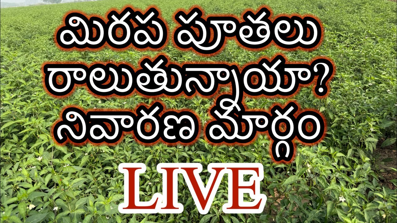 #mirapalo 
#topresults 
#lanevo 
#lanevodhanuka 
#mites 
#thrips 
#whightfly @pantalepranadharam
#mi