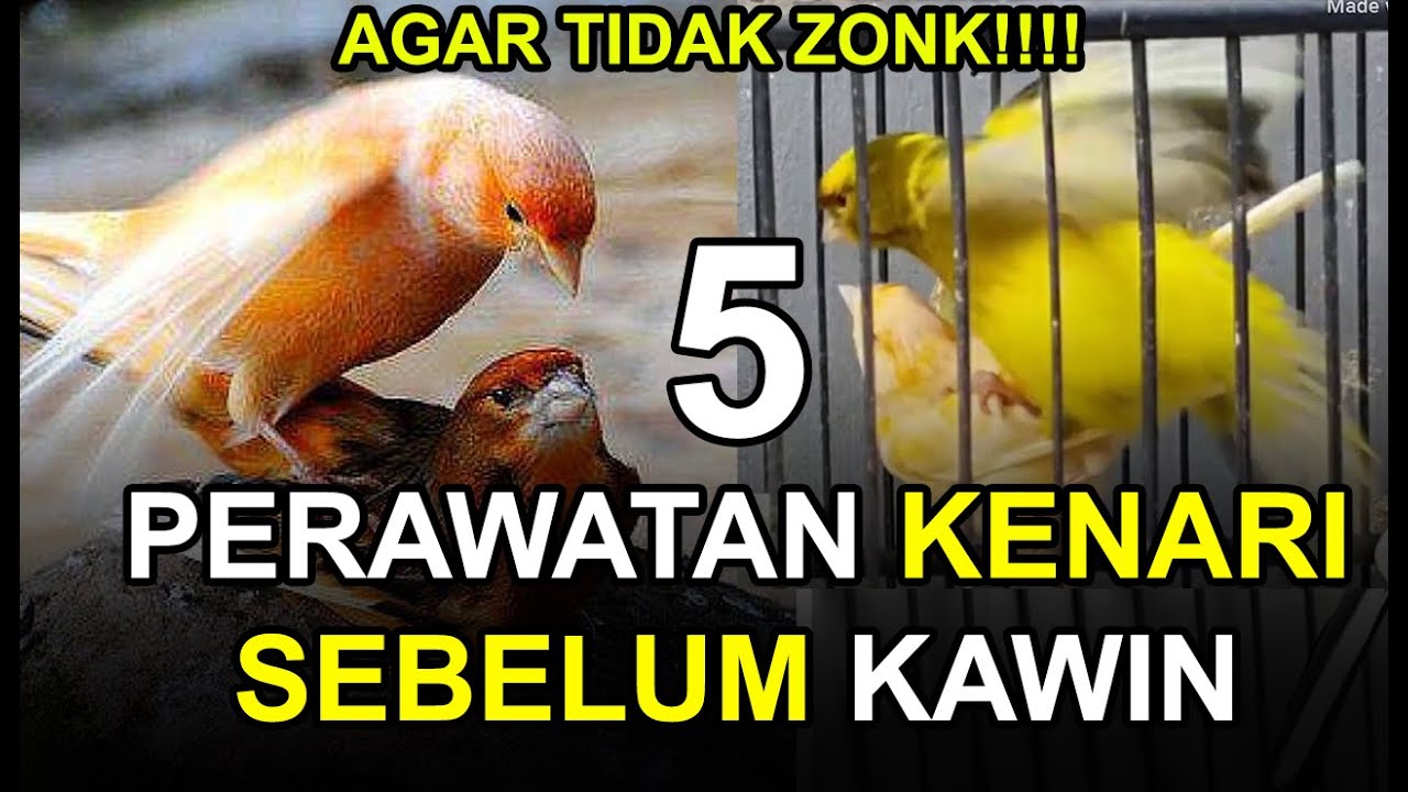 5 Cara Merawat Burung Kenari Sebelum Kawin Agar Tidak ZONK