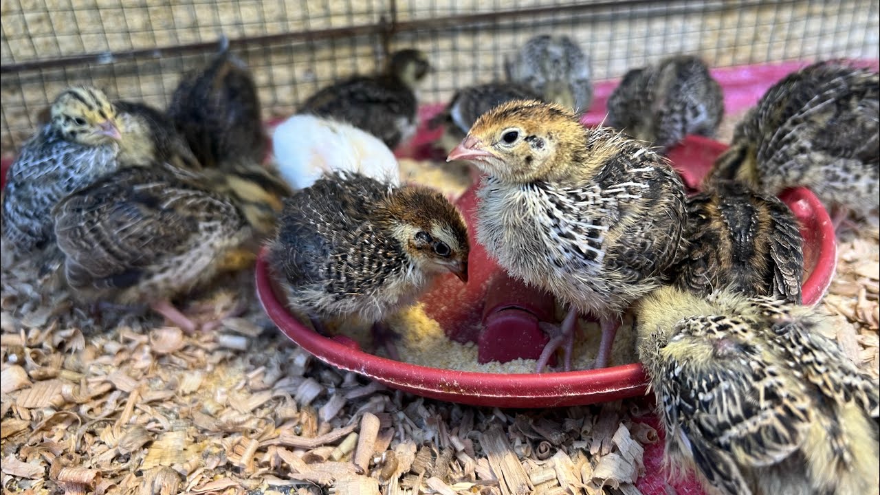 لو عاوز تبدأ في تربية السمان أو الفري🕊️🐦 شاهد الخطوات الأساسية لتربية هذا الطائر المفيد للغاية🪺👍