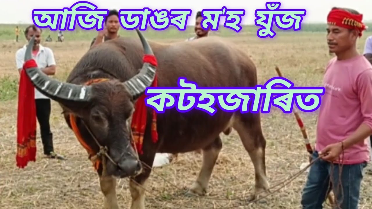 আজি ডাঙৰ ম'হ যুঁজ খনি।। কটহজাৰিত।।
