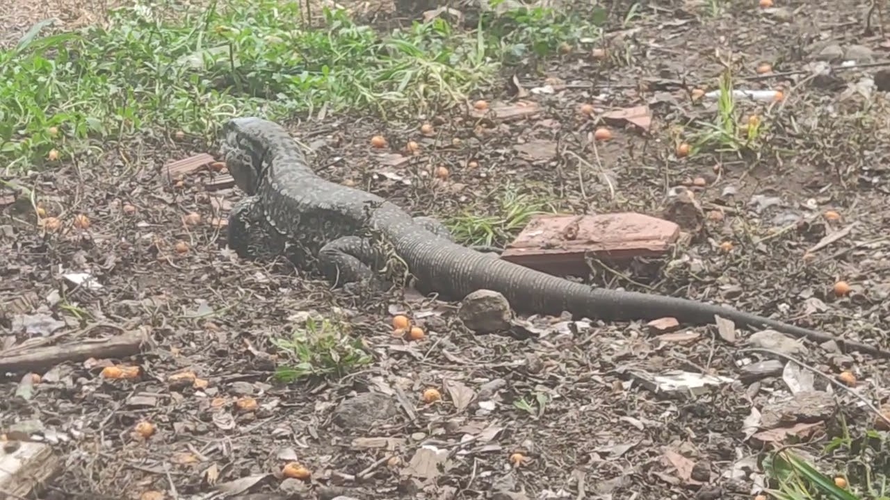 LAGARTO OU JACARÉ 