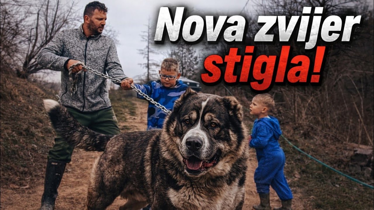 🔥 STIGLA MI JE NOVA ZVIJER – ISTINA O PSIMA KOJU MALO KO KAŽE!