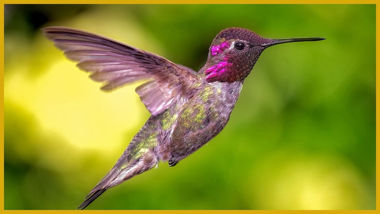 Jewels of the Sky : Stunning Hummingbirds in Action