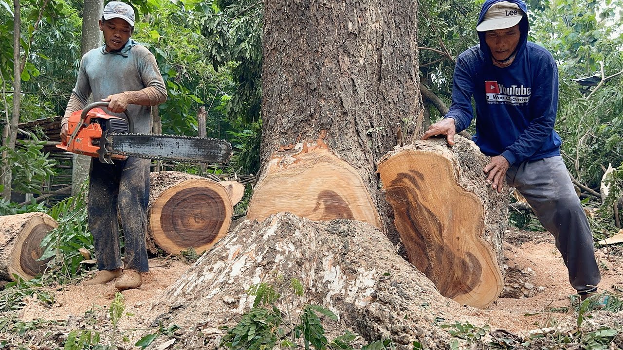 Most powerfull chainsaw‼️ Husqvarna 3120xp, cut down tree beside the village road.