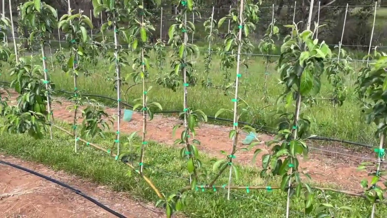 Narrow Orchard Systems Batlow Spring Update 2025