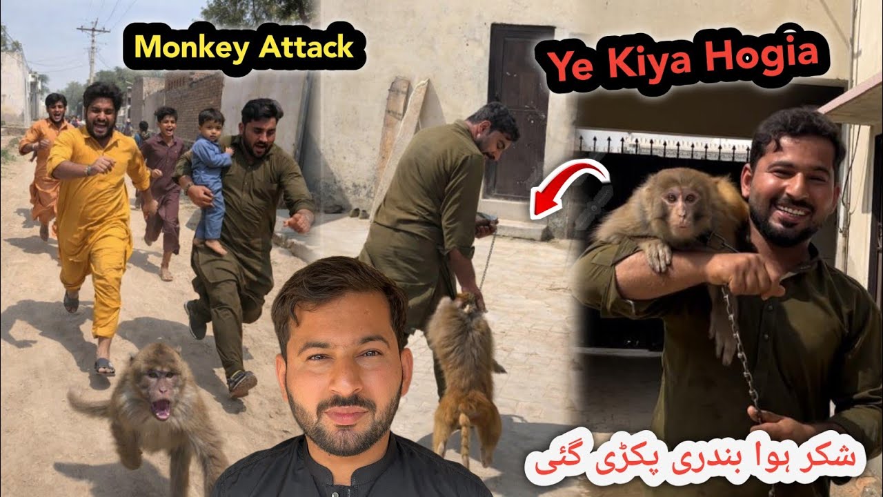 Hmari Monkey (Bandri) Khul Gai 😭 Sab Logo  Ko Kat Liya | Village Life Vlog | Shazyy Vlog 