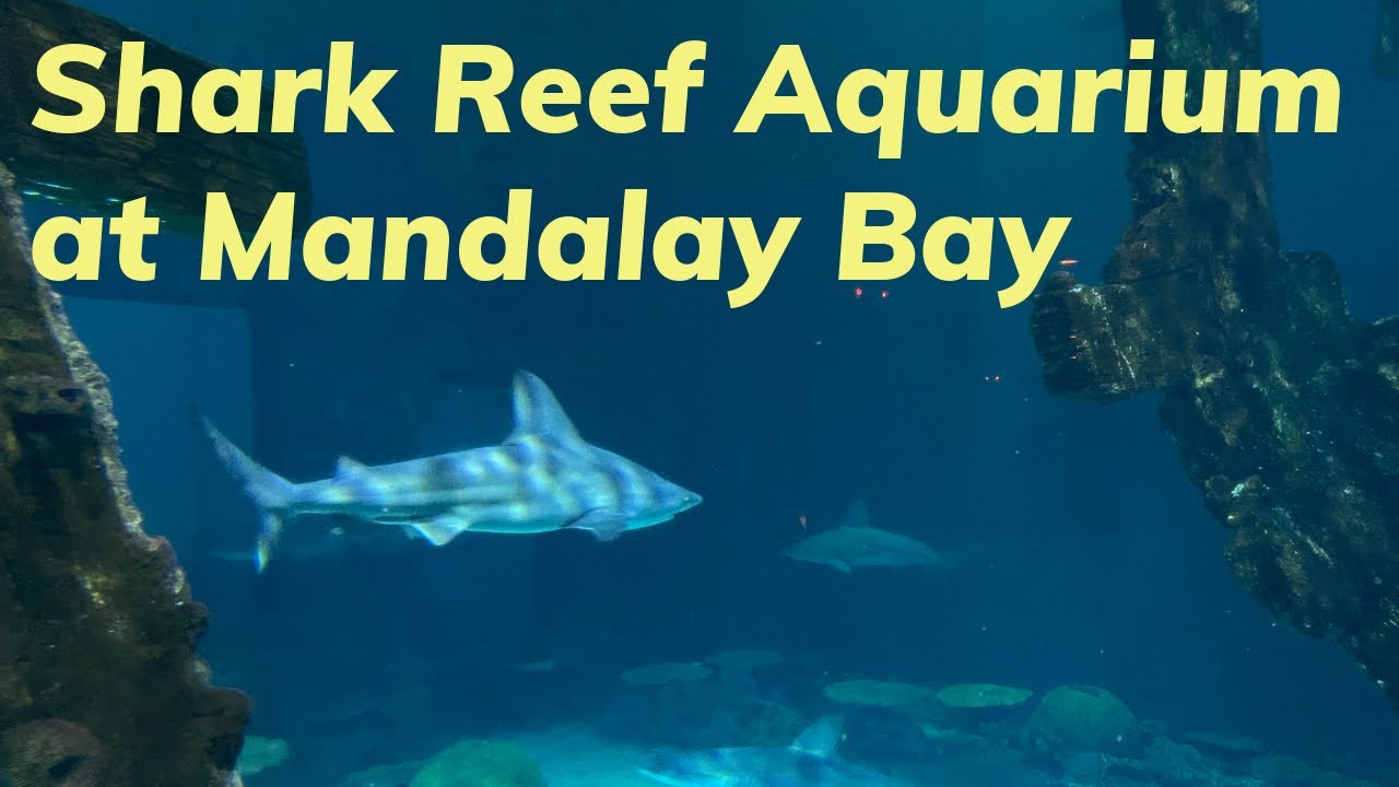 Shark Reef Aquarium at Mandalay Bay, August 2024