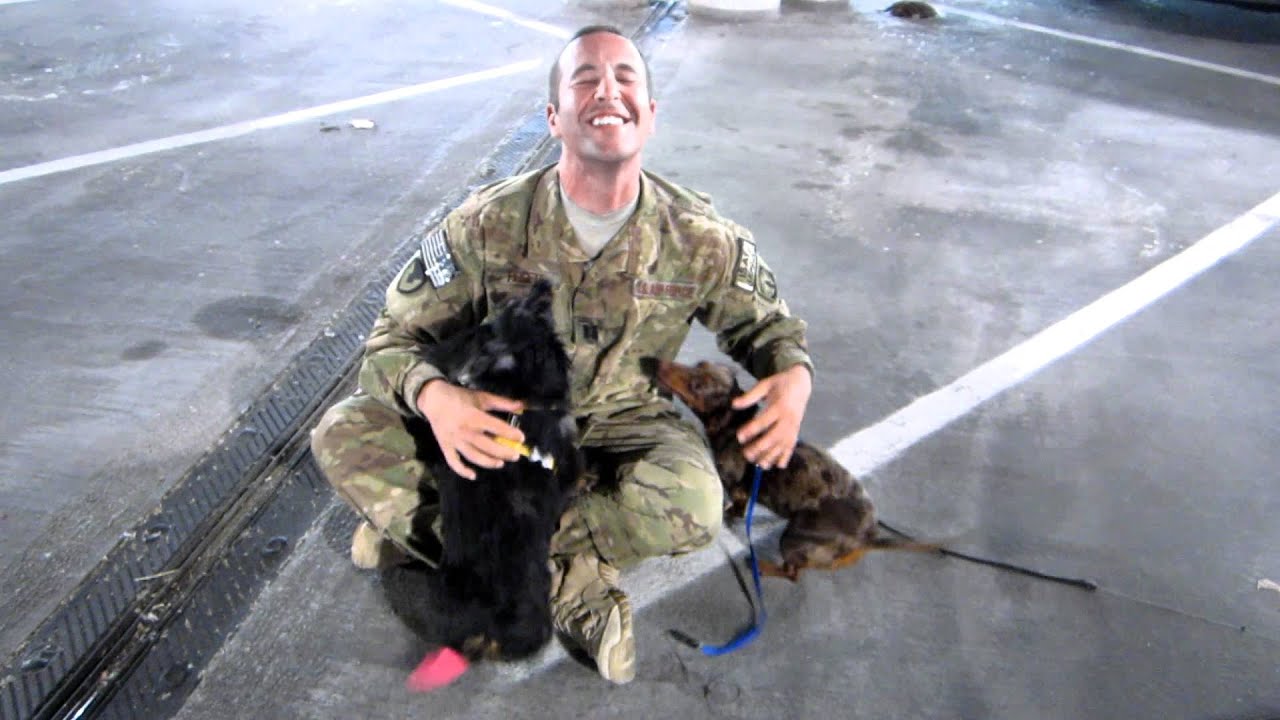 Dogs greet military dad after deployment to Afghanistan