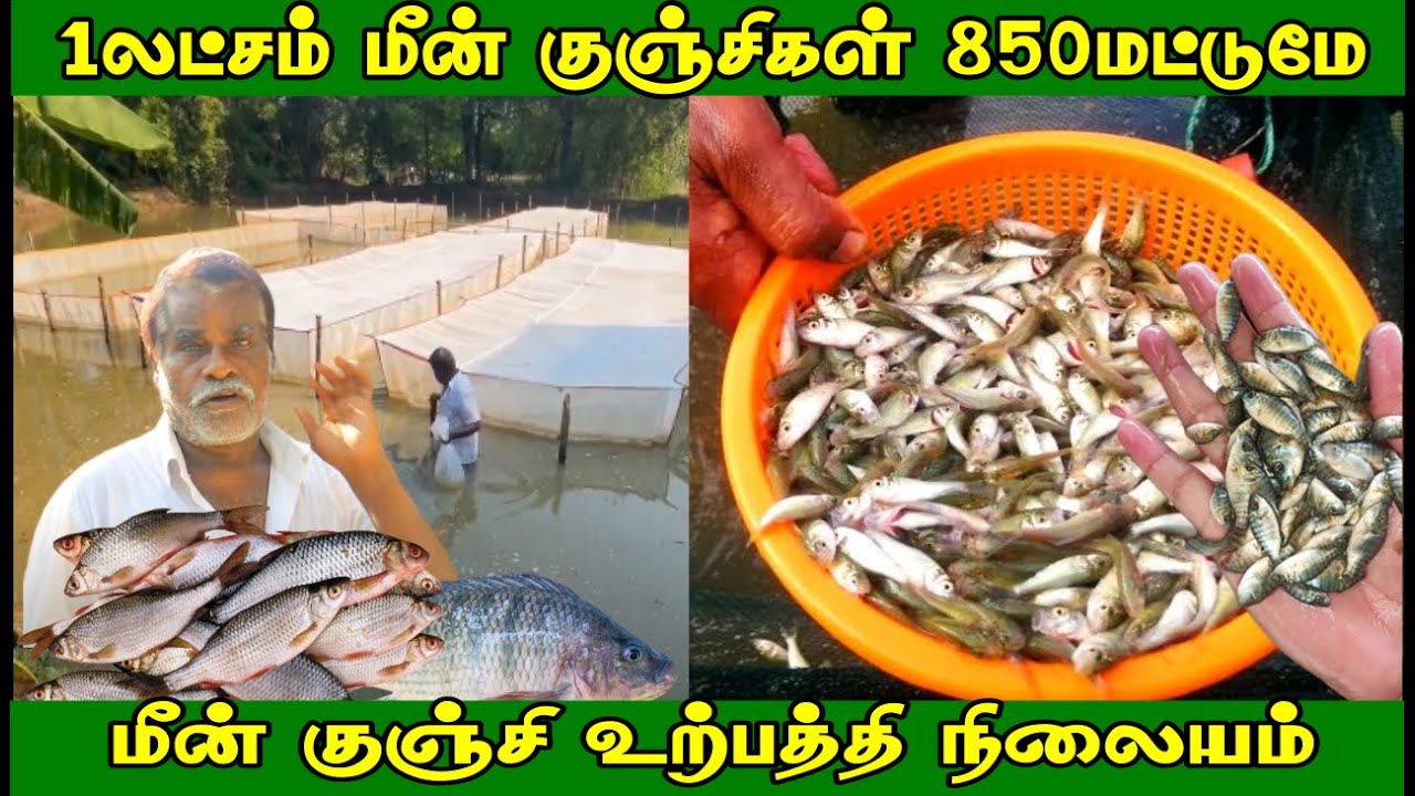 1 லட்சம் மீன் குஞ்சுகள் 850 ரூபாய் | பிரமாண்ட மீன் குஞ்சு பண்ணை | N.M.K ராஜா Fish Seed Farm