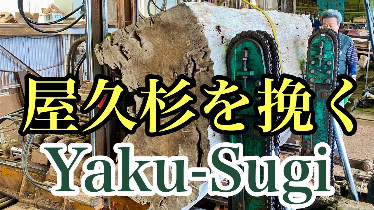 【屋久杉挽く】上杢フィーバーに歓喜　Yaku Sugi Sawing