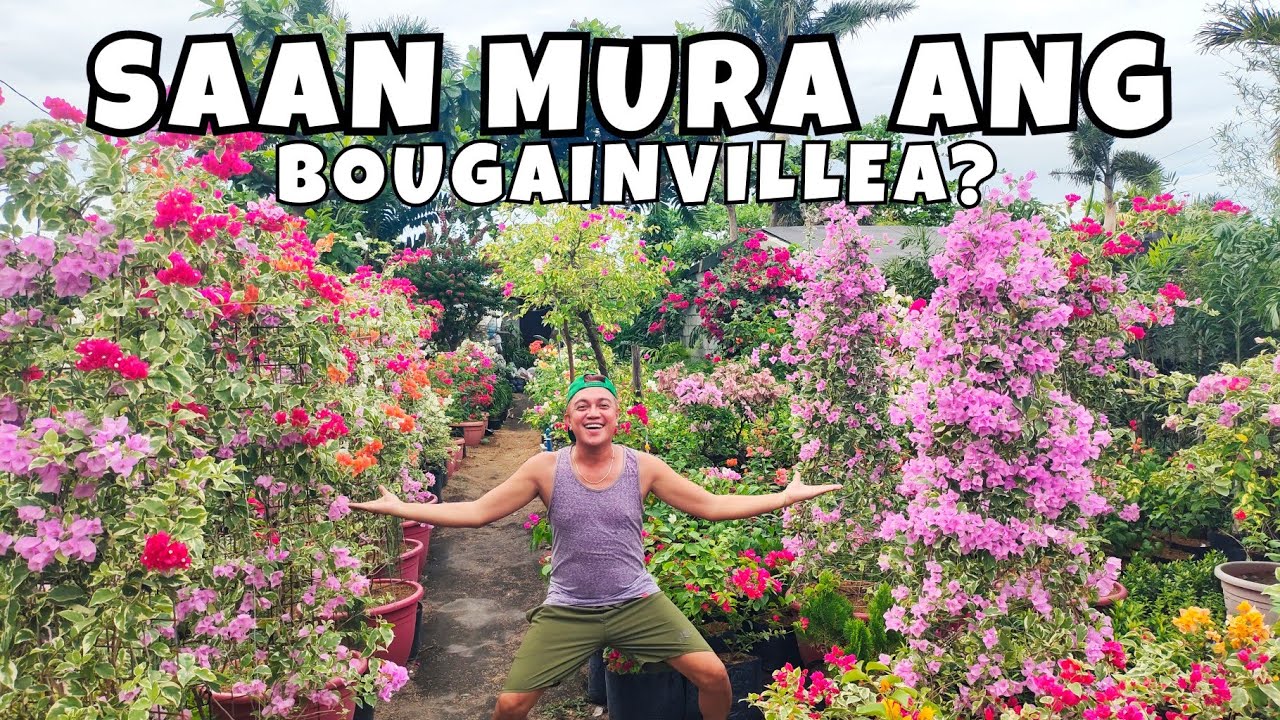 WHERE TO BUY CHEAP FLOWERING BOUGAINVILLEAS? | ANG GAGANDA AT MURA PA!