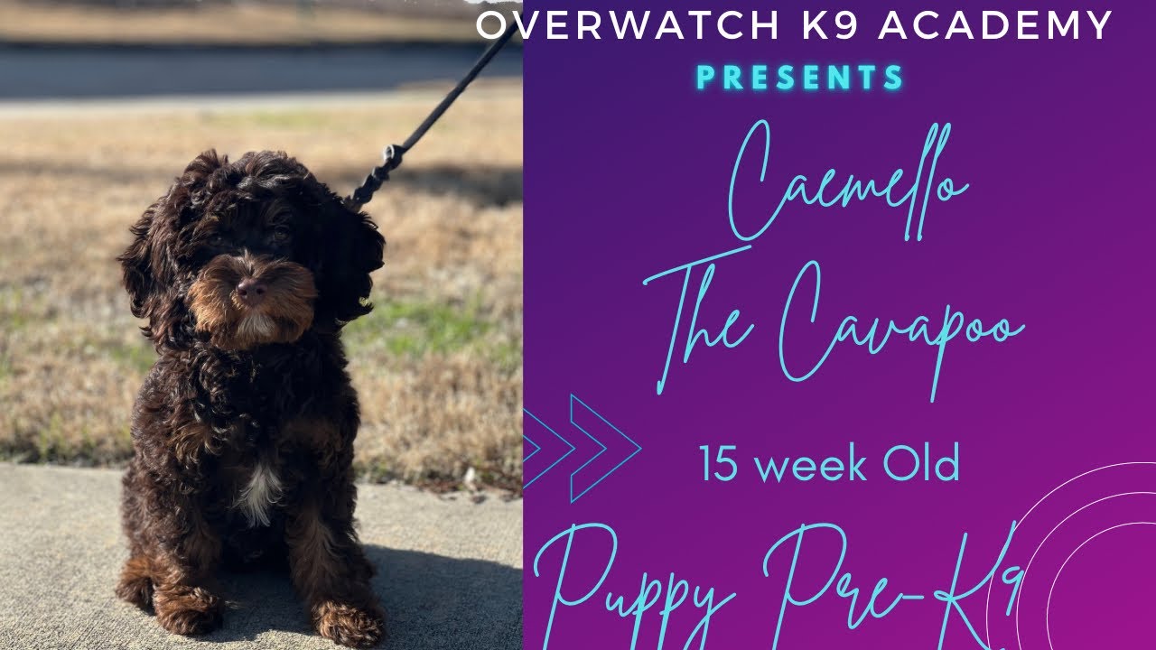 Carmello| 15 wk old Cavapoo| Puppy Pre -k9| Buckheaddogtrainers.com