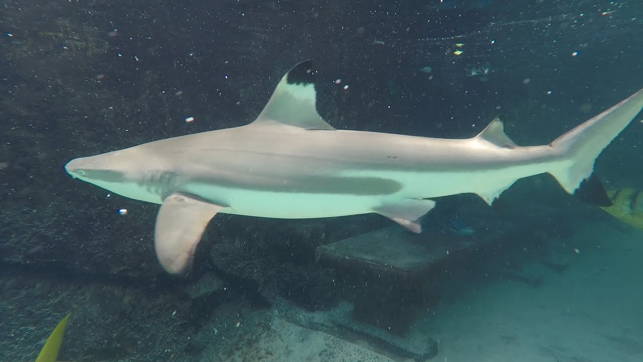Swimming With Sharks At Discovery Cove Orlando | NEW Shark Swim Experience
