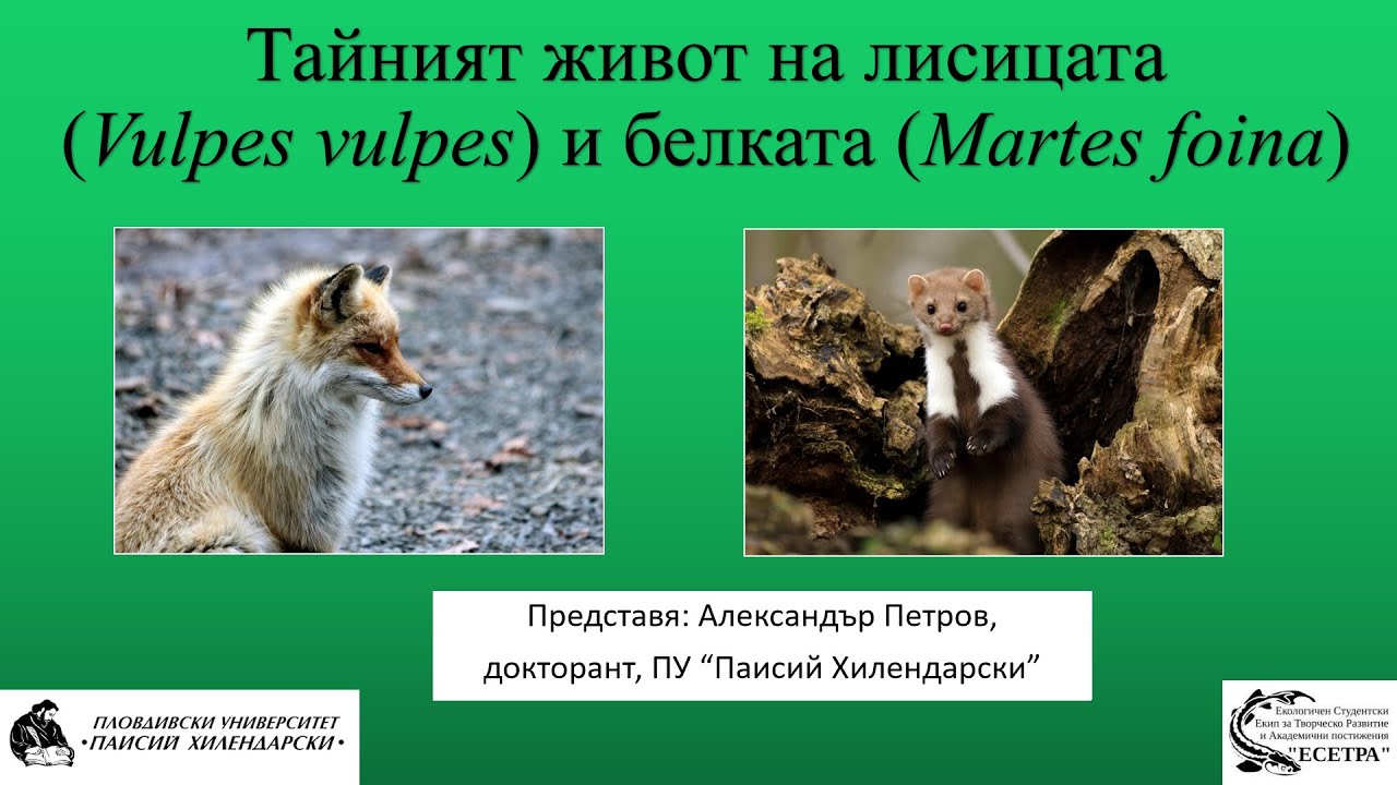 Балканска сбирка-2: Тайният живот на лисицата и белката