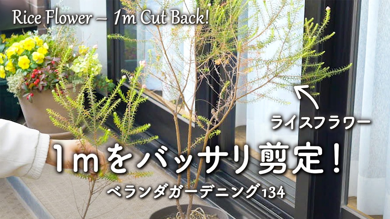 1m近く伸びすぎたライスフラワーをバッサリ剪定してみました ｜ベランダガーデニング #134 Rice Flower – 1m Cut Back!