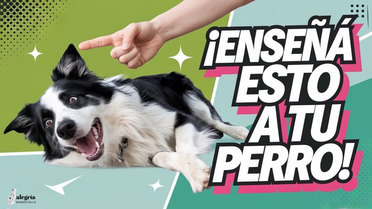 Cómo enseñar a tu perro a hacerse el muerto en 4 pasos (Fácil y Rápido)
