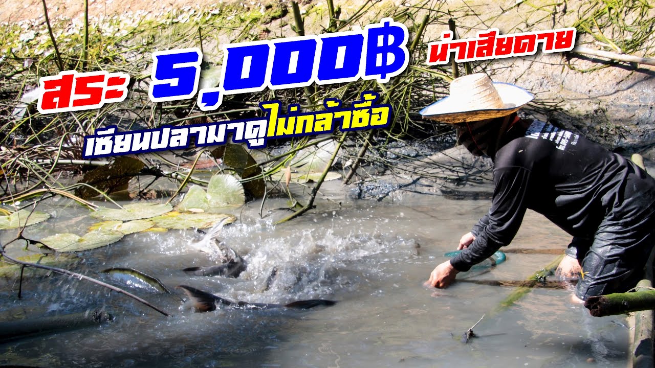 ตลึงสระ 5,000฿!! เจ้าของลั่นมี เห็นเงียบจัดเซียนปลาไม่กล้าซื้อ ขอบคุณ 1,400,000 วิว