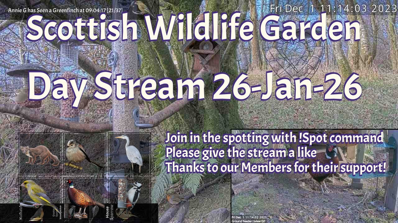 LIVE 🔴 Bird Feeders, Wildlife Cameras Scotland UK from Scottish Wildlife Garden