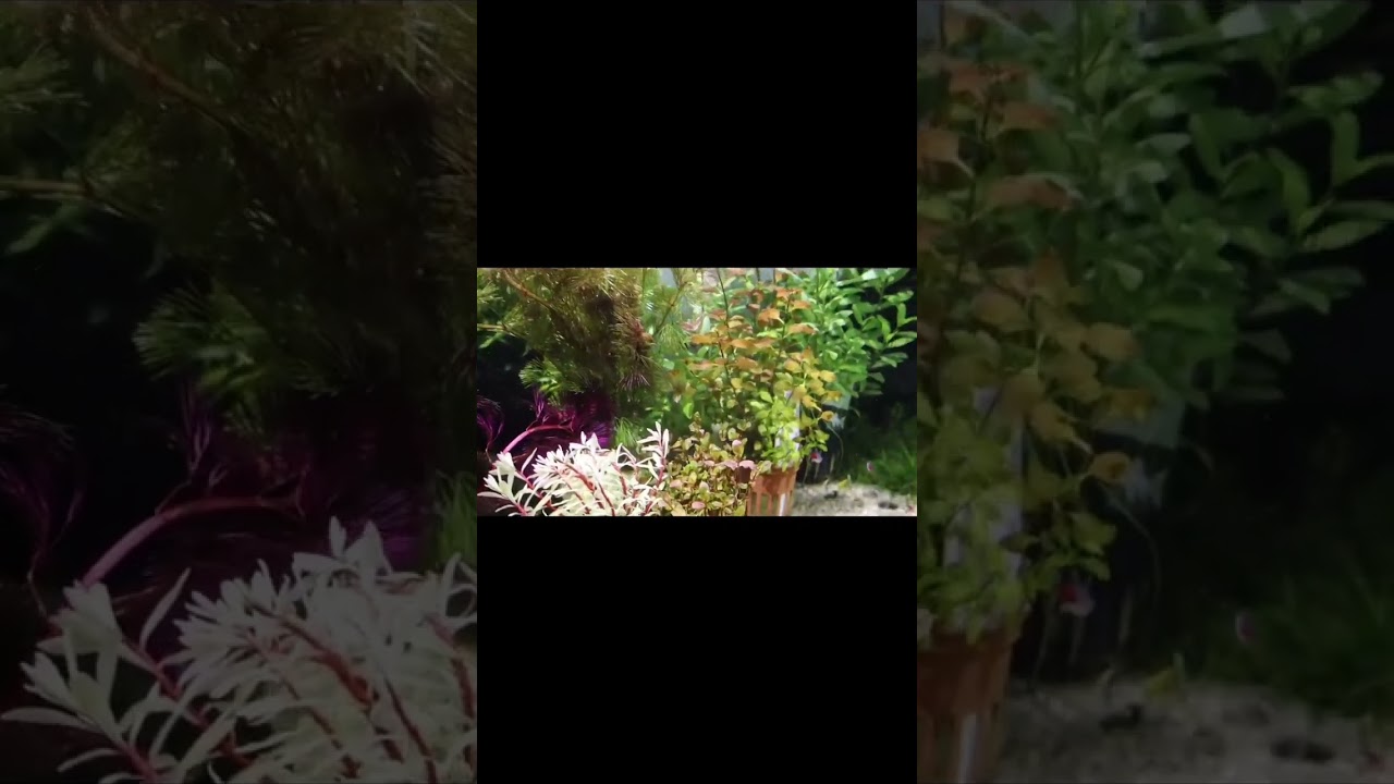 Aquascape plants (