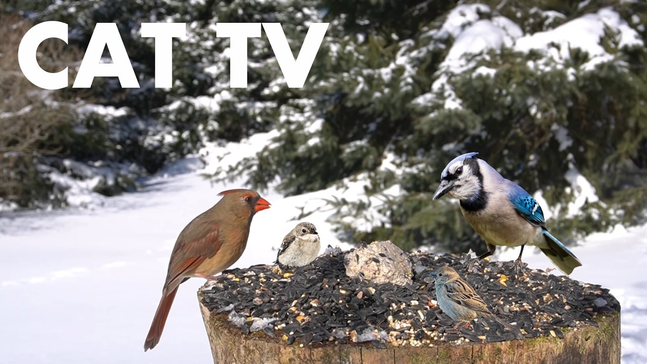 Saturday Morning Cartoons for Pets 🐱 - 10 Hour Cat TV with Birds and Squirrels - Feb 28, 2026