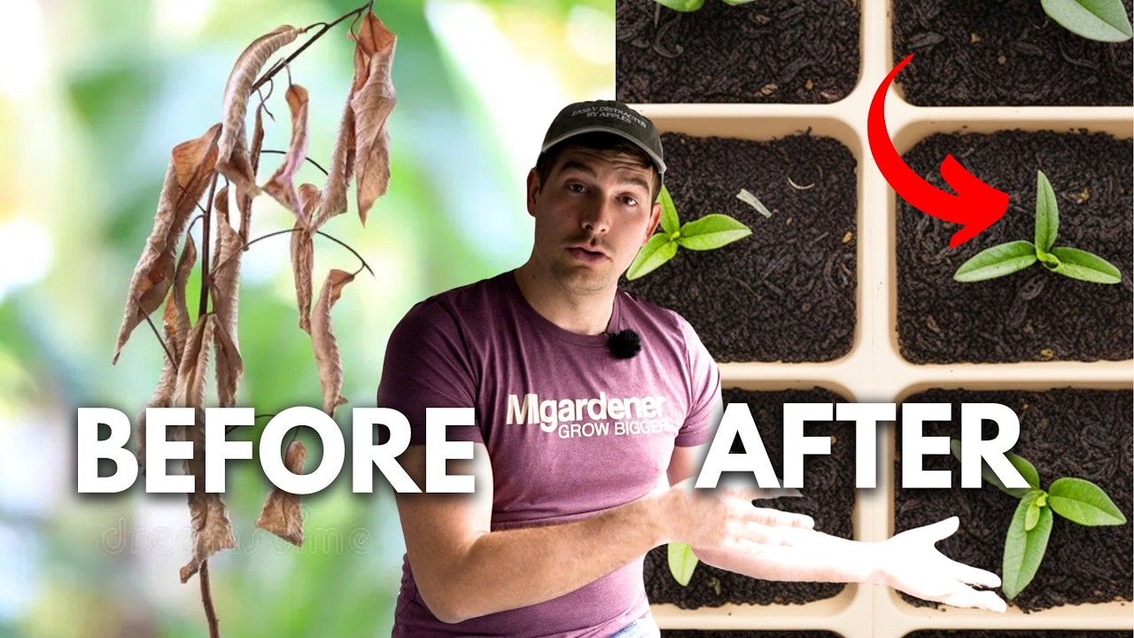 Use THIS Tip To Find The BEST Height For Your Grow Lights!