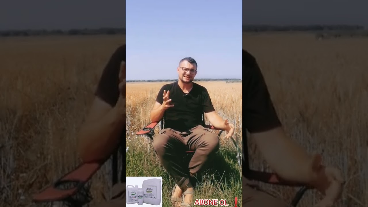 BUĞDAYGİLLERDE (WORMY) SOLUCAN GÜBRESİ KULLANIMI