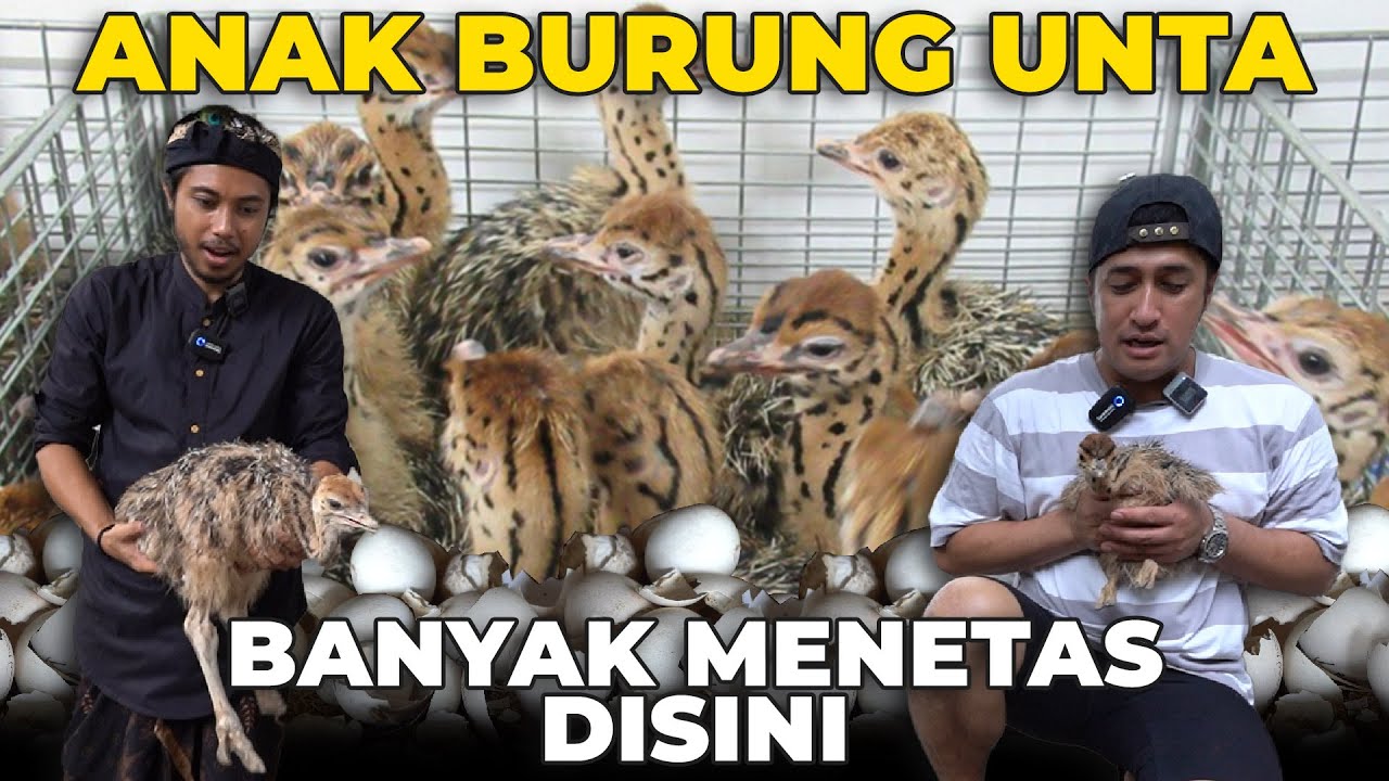 BELAJAR MENETASKAN ANAK BURUNG UNTA LANGSUNG DARI AHLINYA..!