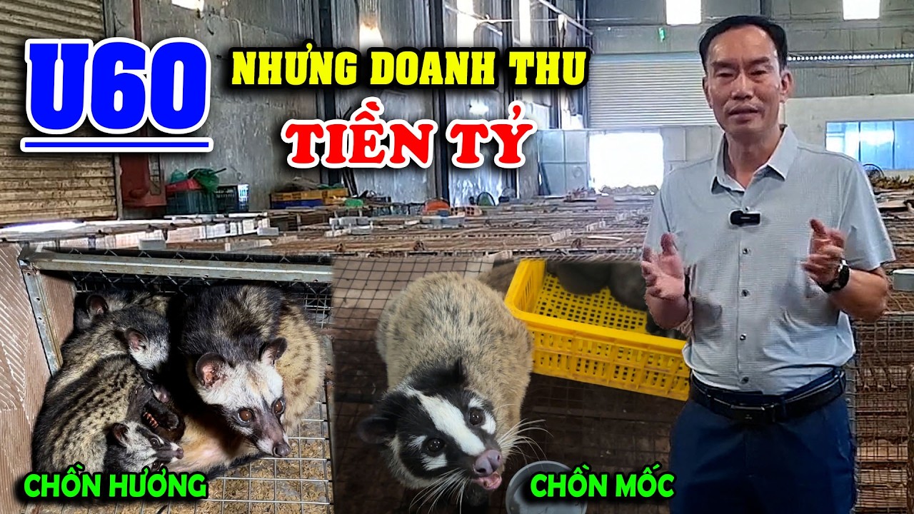 U60 Nhưng Doanh Thu Vẫn Tiền TỶ – Mở Quỹ Hỗ Trợ 50 TỶ Nuôi Chồn Hương Và Chồn Mốc Tại Miền Tây