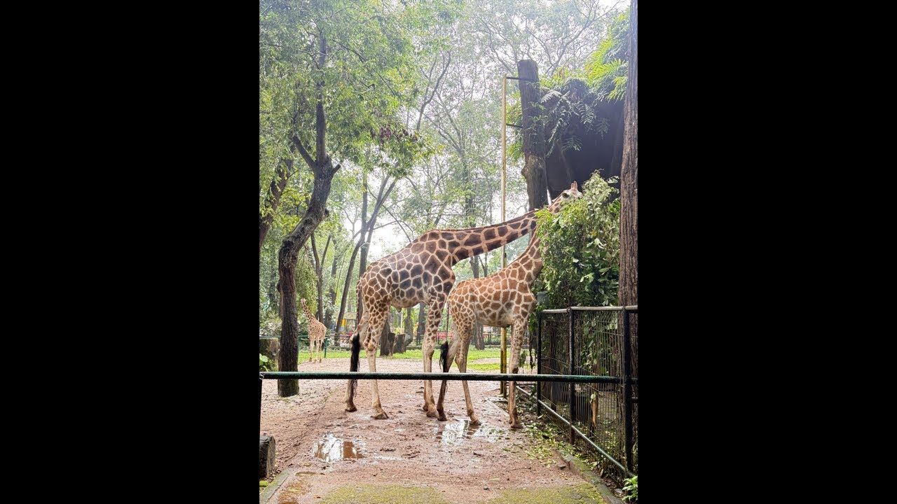 Live ❗️Kebun Binatang Ragunan
