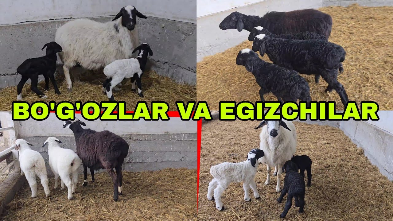 Bo'g'oz qoraquloqlar va 2 va 3 bolali  egizchi qo'ylar 2-mart, 2026