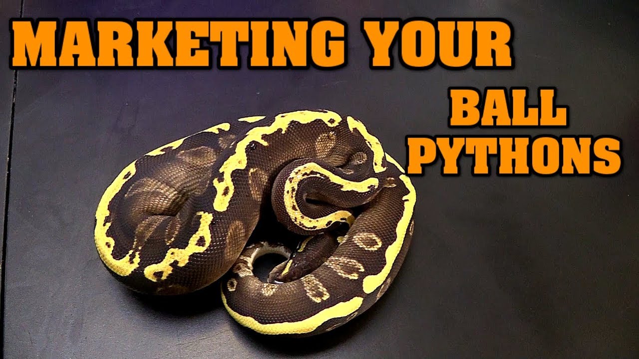 How To Market Your Balls - helping with sales/breeding