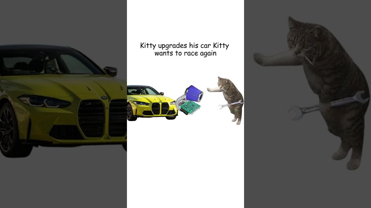 Street racing explained by cats #cat #carguys #mechanic #cars