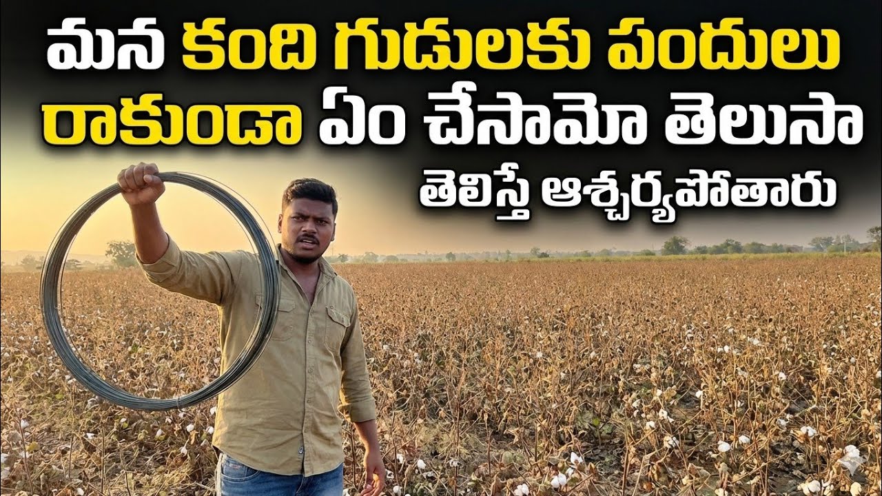😍పందులు రాకుండా మన కందిగుడు చుట్టూ ఏం కట్టమో తెలుసా 🔥😱||Palle Rythu Vlogs#villagevlog#farmer