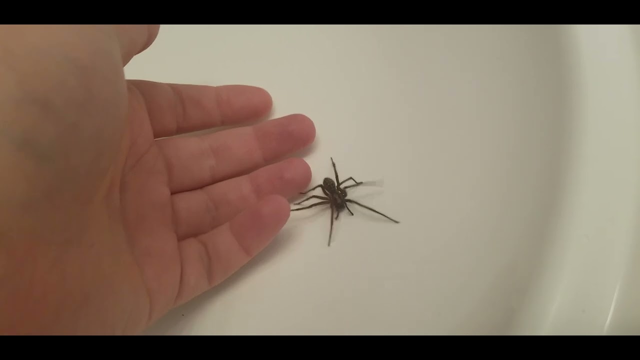 Removing a giant house spider from the sink.