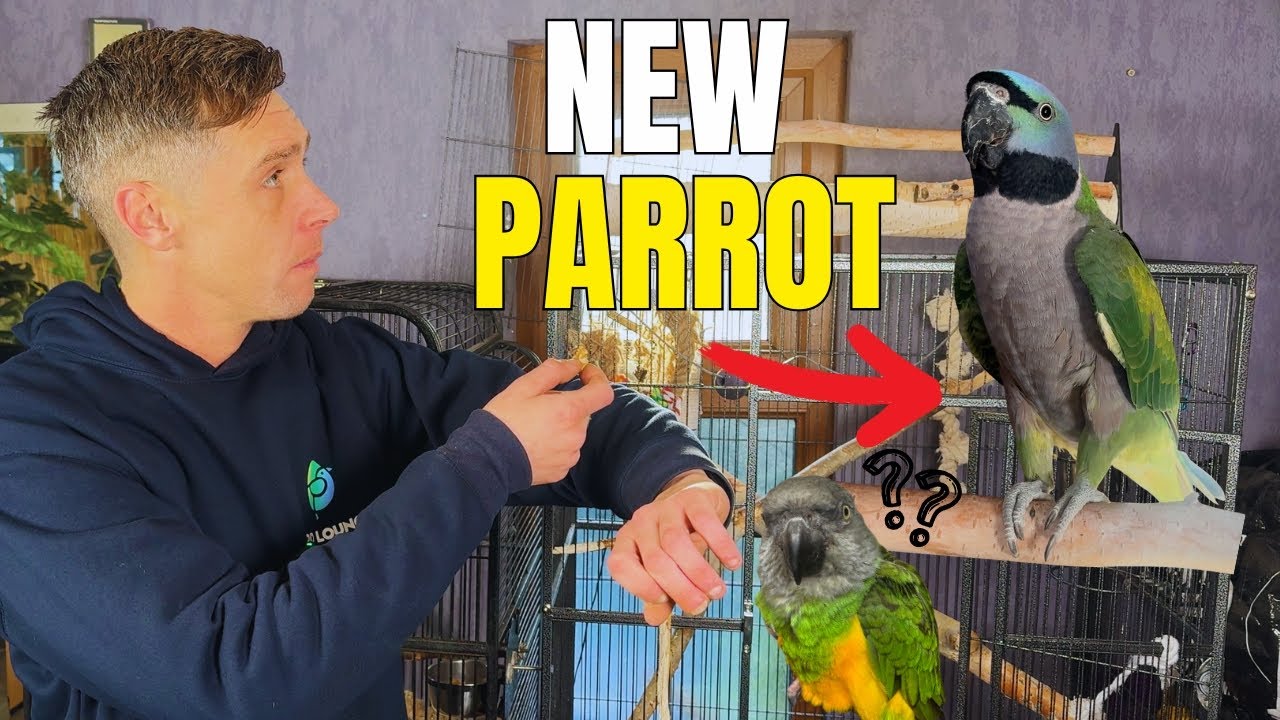 Прибытие нового ручного попугая 🦜 День 1 и 2 с попугаем породы Дербиан