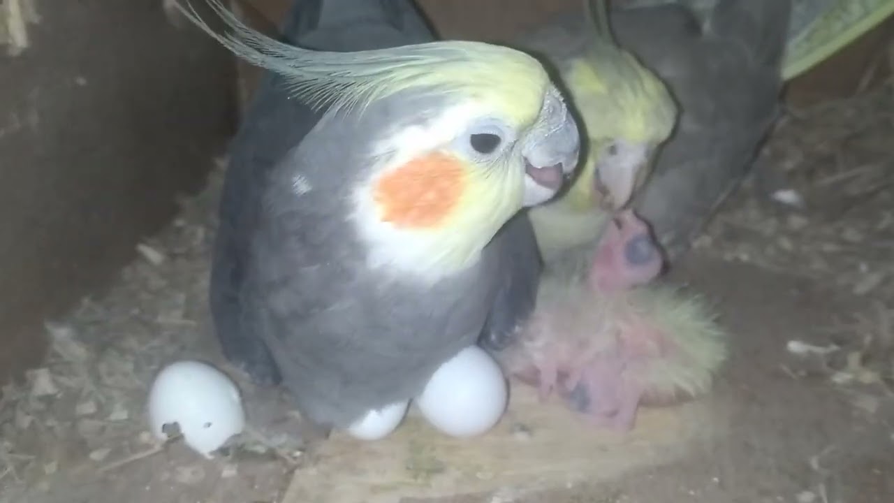 Male Cockateel feeding their baby #nicebirds #cockteilbird #babybird #babybird #cockatil